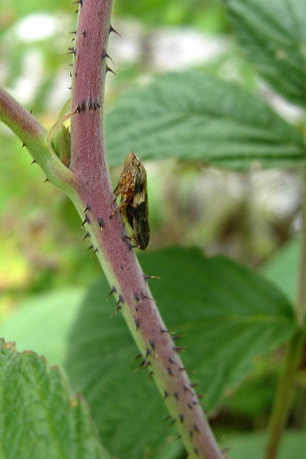 Aphrophora alni